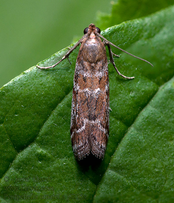 Pempeliella ornatella