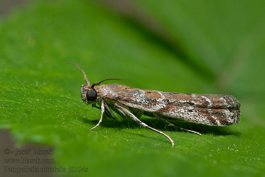 Pempeliella ornatella