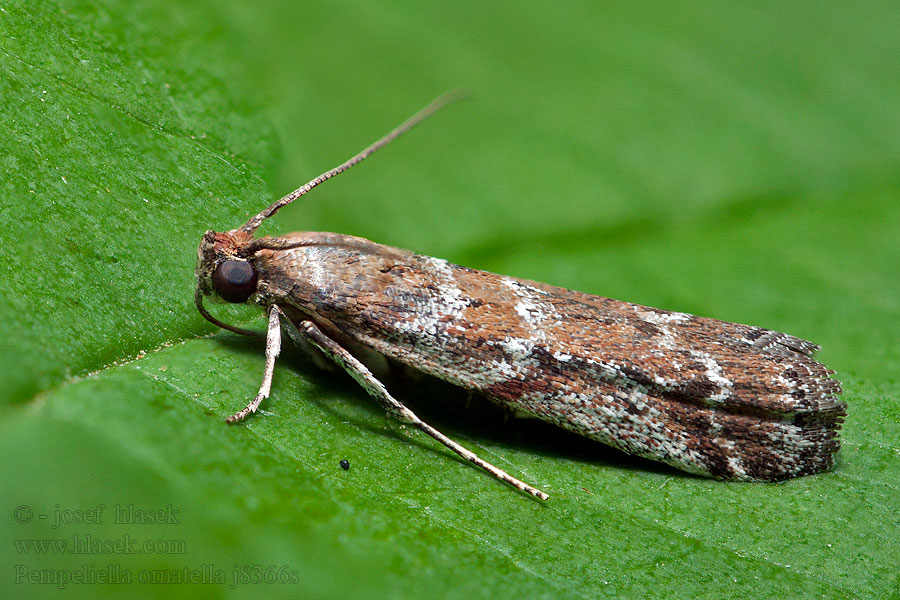 Pempeliella ornatella