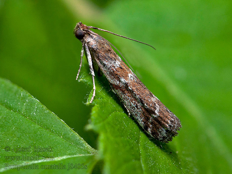 Pempeliella ornatella