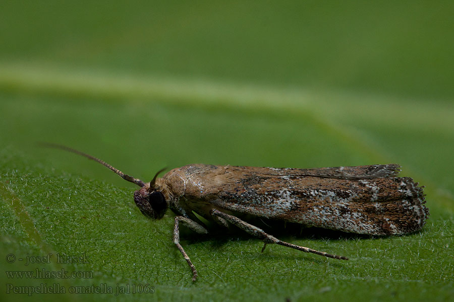 Pempeliella ornatella