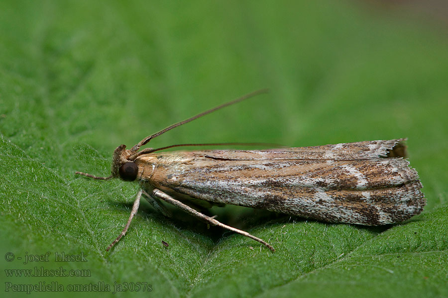 Pempeliella ornatella