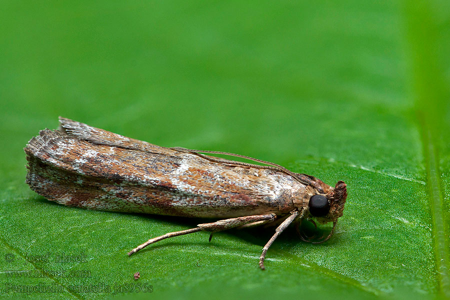 Pempeliella ornatella