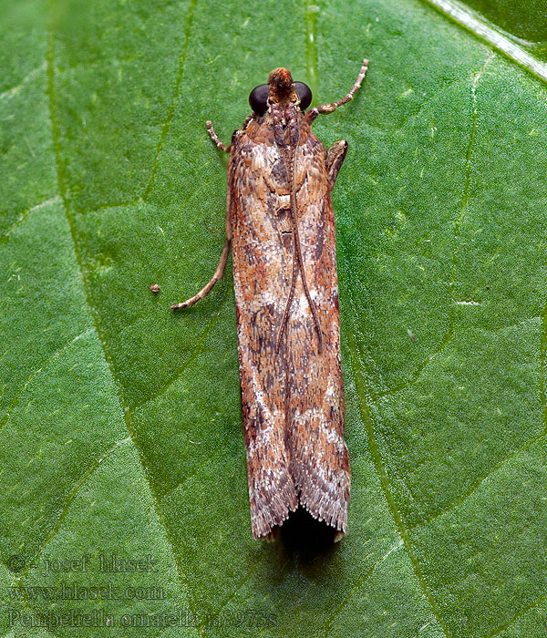 Pempeliella ornatella