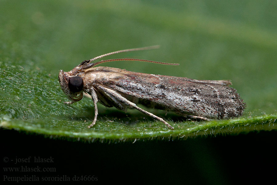 Pempeliella sororiella
