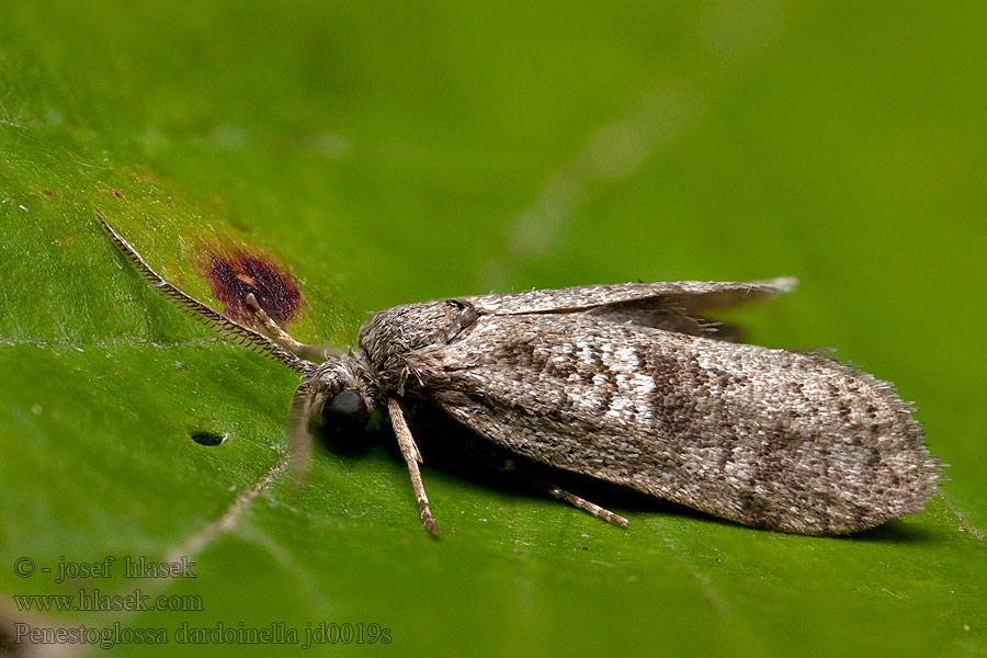 Penestoglossa dardoinella