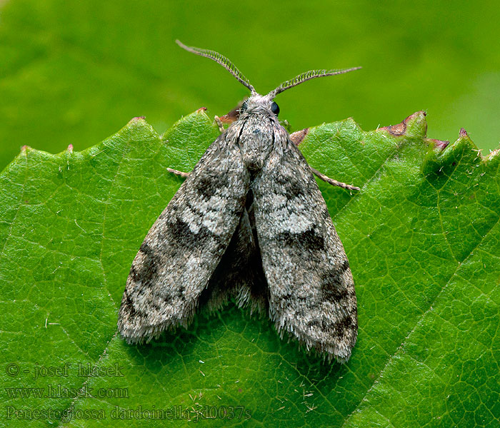 Penestoglossa dardoinella