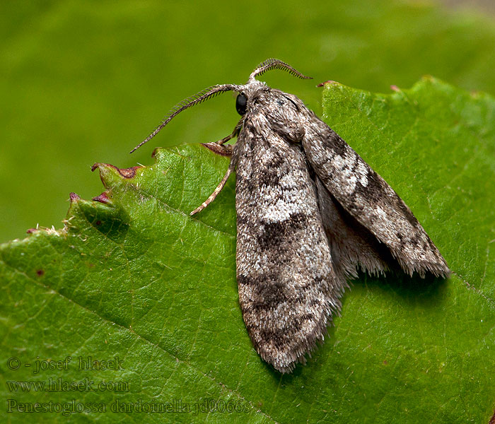 Penestoglossa dardoinella