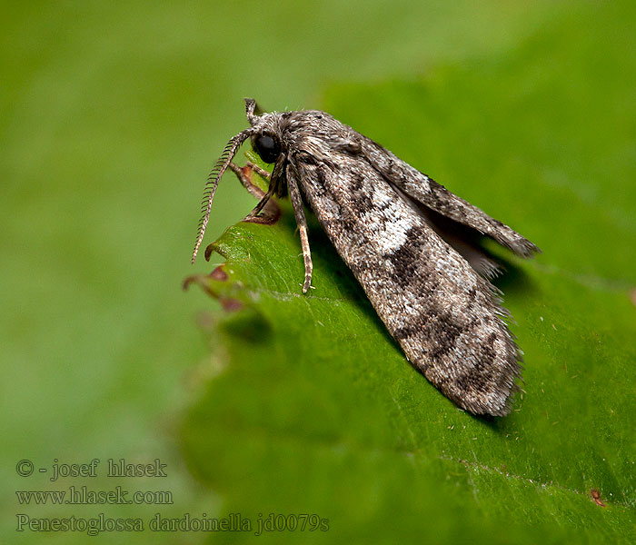 Penestoglossa dardoinella