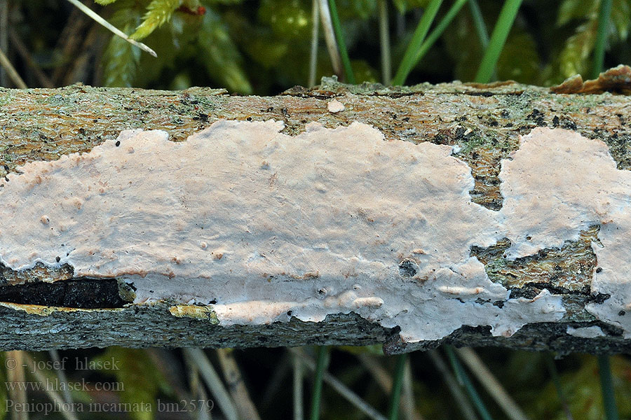 Peniophora incarnata Corticium incarnatum Kornatka masová