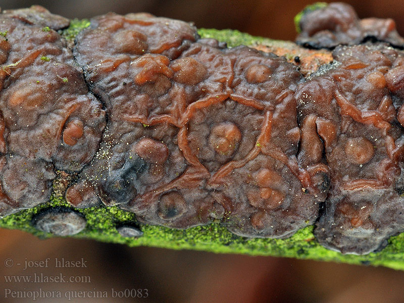 Peniophora quercina Kornatka dubová