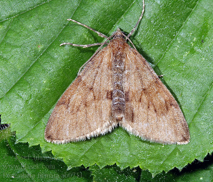 Pennithera firmata Thera Herbst-Kiefern-Nadelholzspanner