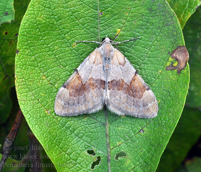 Thera firmata Pennithera Herbst-Kiefern-Nadelholzspanner