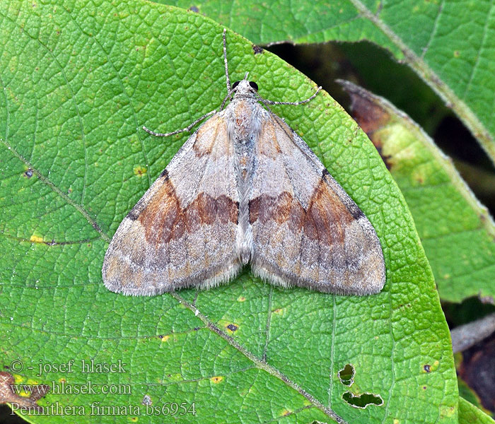 Thera firmata Pennithera Píďalka borovicová