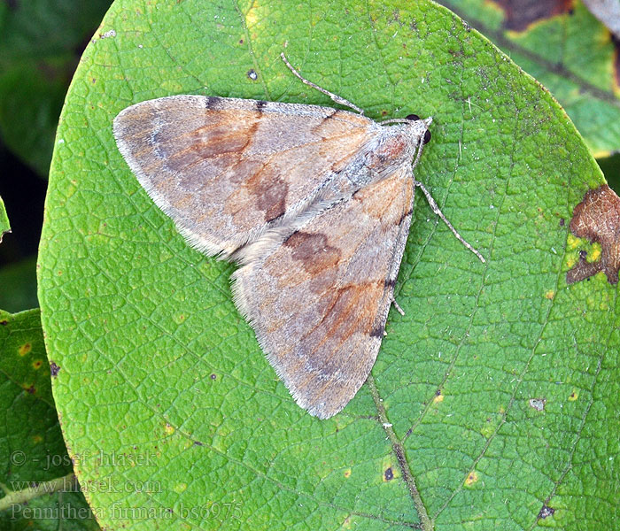 Thera firmata Pine Carpet