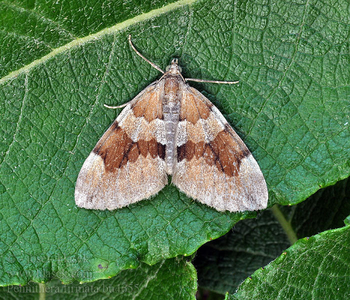 Pennithera firmata Píďalka borovicová Pine Carpet