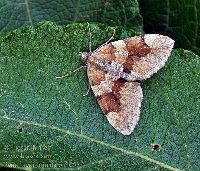 Pennithera firmata Mäntyneulasmittari Corythée pectinée