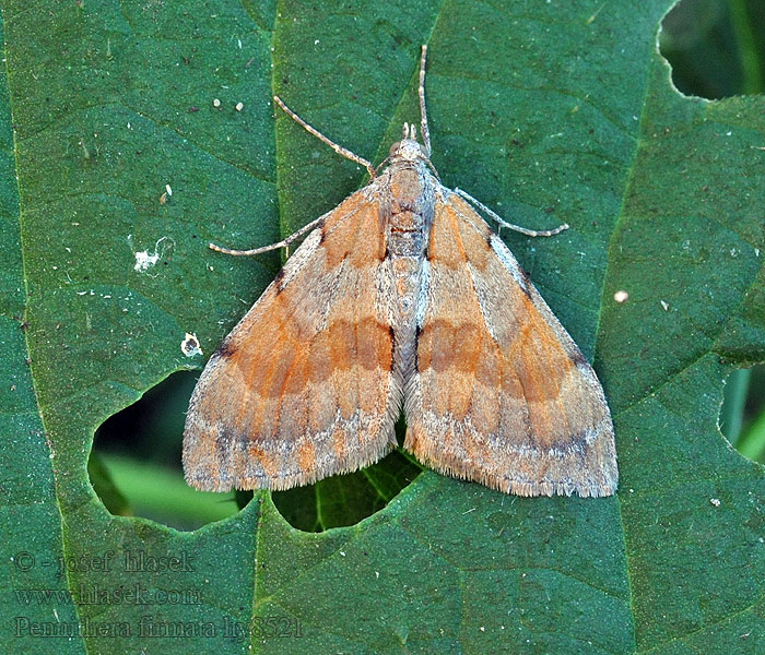 Píďalka borovicová Pennithera firmata