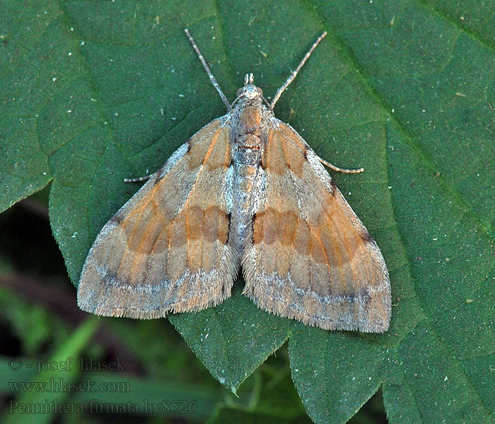 Pine Carpet Mäntyneulasmittari Pennithera firmata