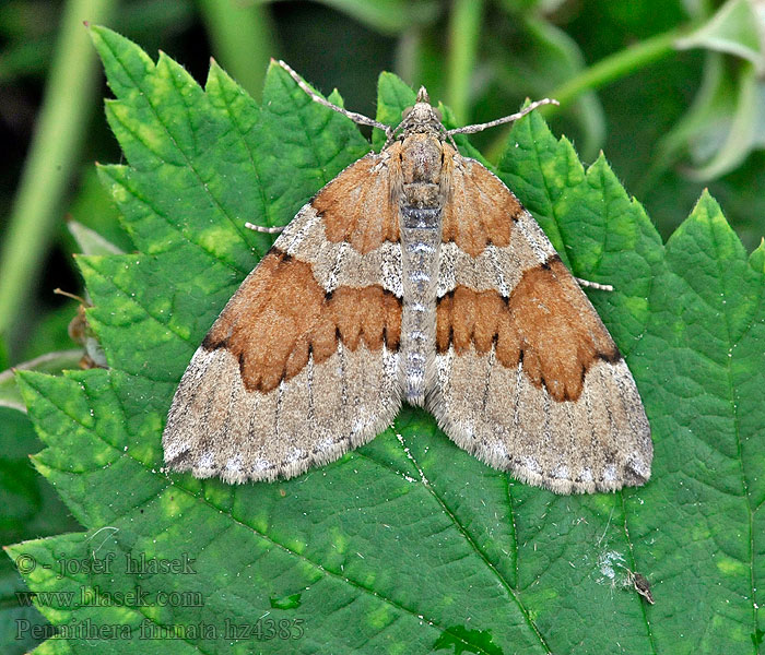 Corythée pectinée Hoekbanddennenspanner Pennithera firmata