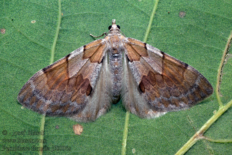 Pine Carpet Mäntyneulasmittari Corythée pectinée Hoekbanddennenspanner Thera firmata