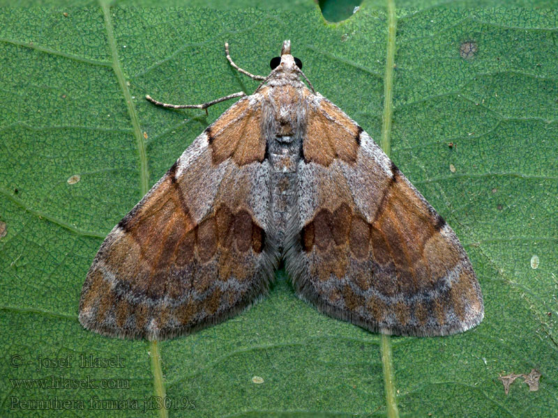 Herbst-Kiefern-Nadelholzspanner Píďalka borovicová Thera firmata