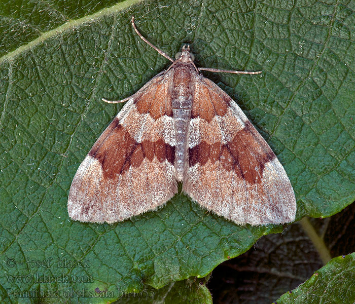 Zweibrütiger Kiefern-Nadelholzspanner Grey Pine Carpet