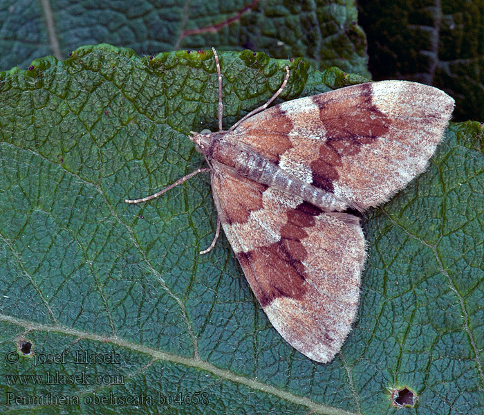 Pennithera obeliscata Thera Cidaria Píďalka sosnová