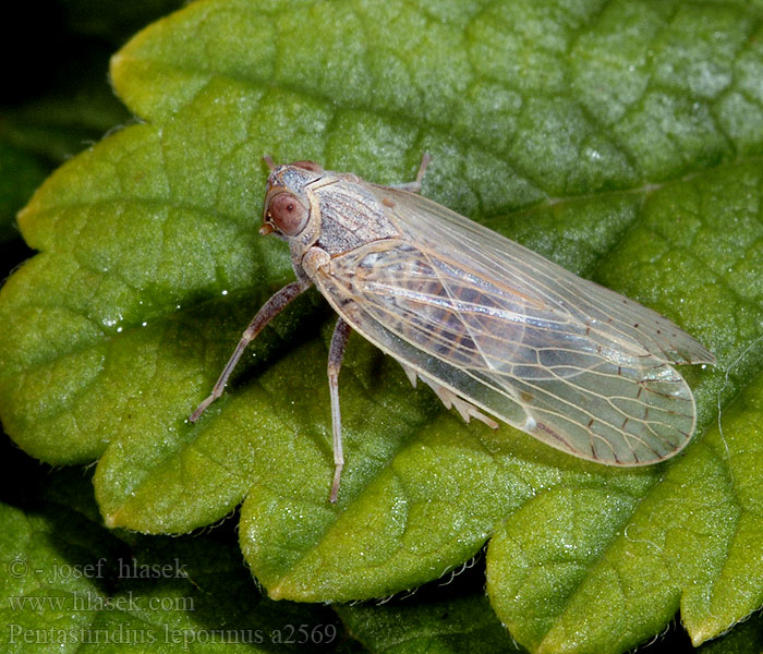 Pentastiridius leporinus Цикадка корневая