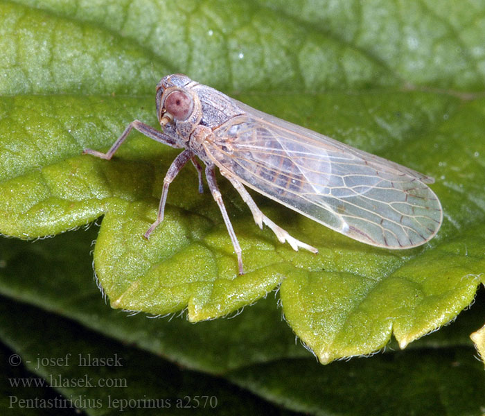 Цикадка корневая Pentastiridius leporinus