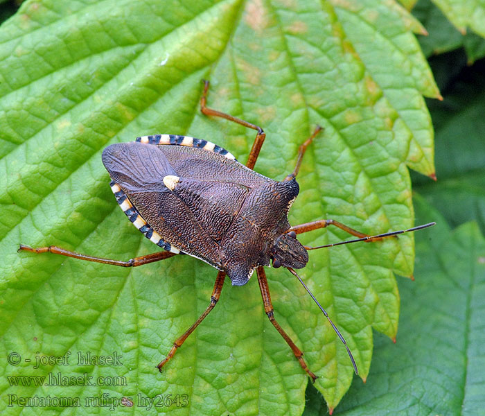 Pentatoma rufipes Kněžice rudonohá Rotbeinige Baumwanze Tarczówka rudonoga