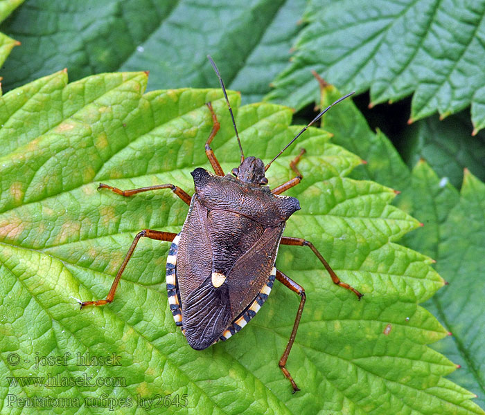 Pentatoma rufipes Щитник красноногий Forest bug Vöröslábú címerespoloska