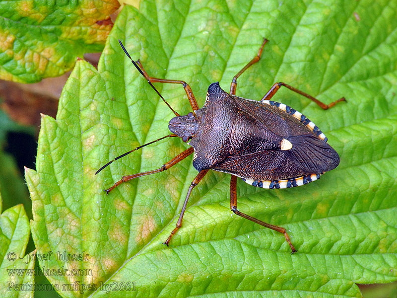 Pentatoma rufipes Bzdocha červenonohá Rödbent bärfis 红足真蝽