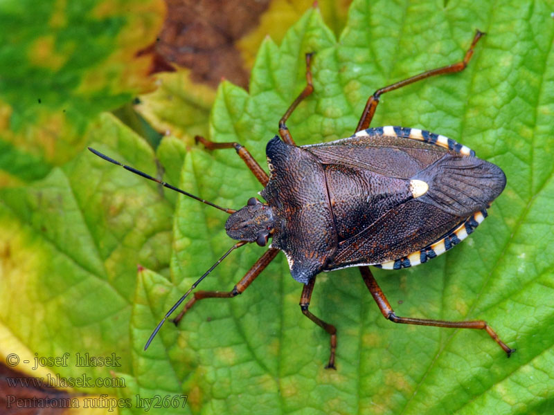 Kněžice rudonohá Rotbeinige Baumwanze Pentatoma rufipes