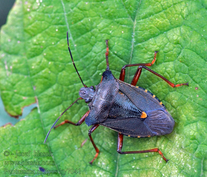 Tarczówka rudonoga Щитник красноногий Pentatoma rufipes