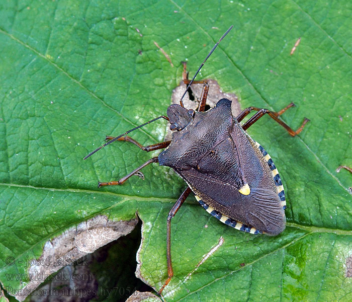 Forest bug Vöröslábú címerespoloska Bzdocha červenonohá Pentatoma rufipes