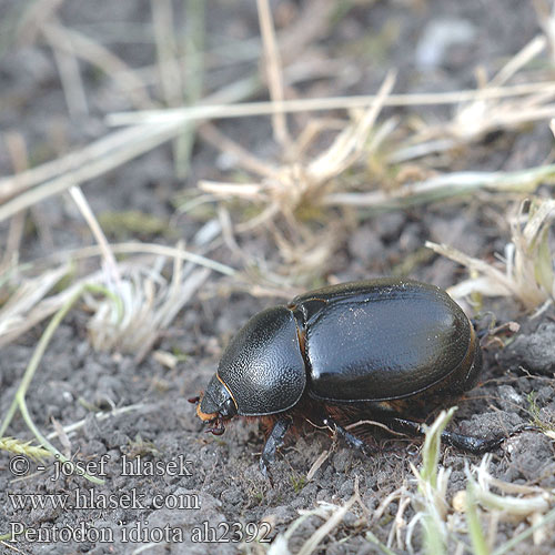 Pentodon idiota ah2392