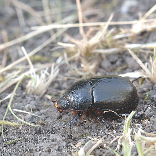 Pentodon idiota ah2398