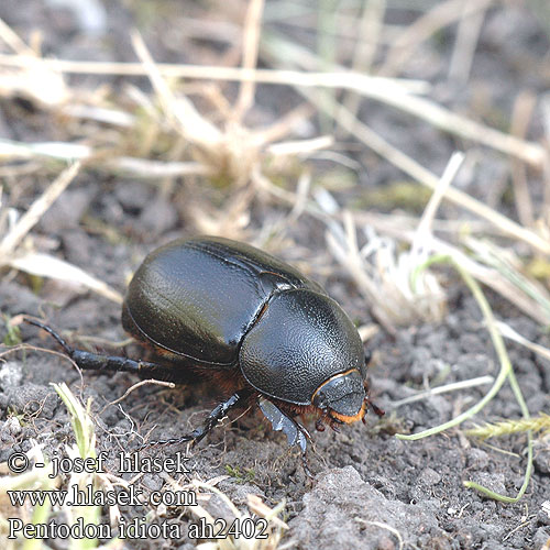 Pentodon idiota ah2402