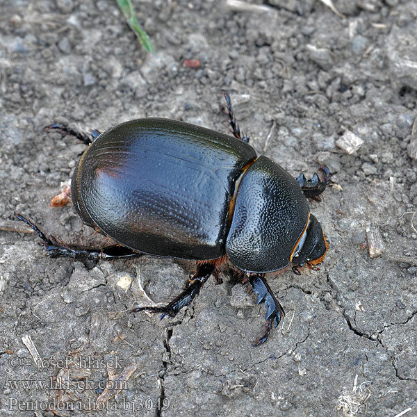 Pentodon idiota