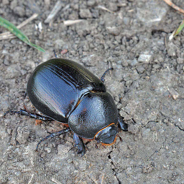 Pentodon idiota