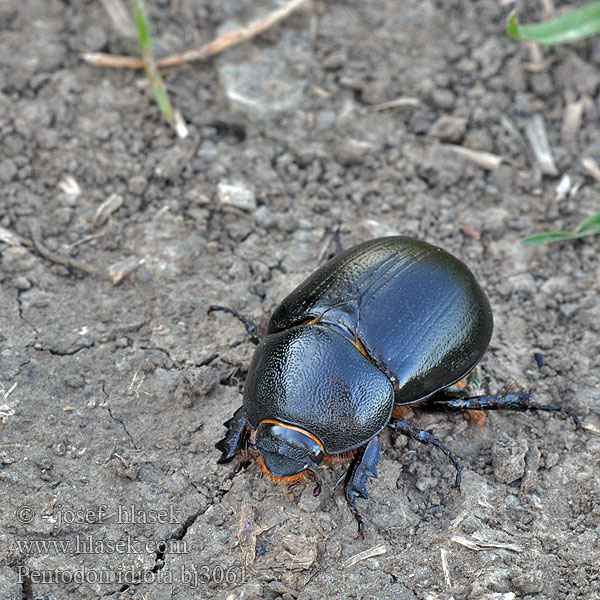 Pentodon idiota