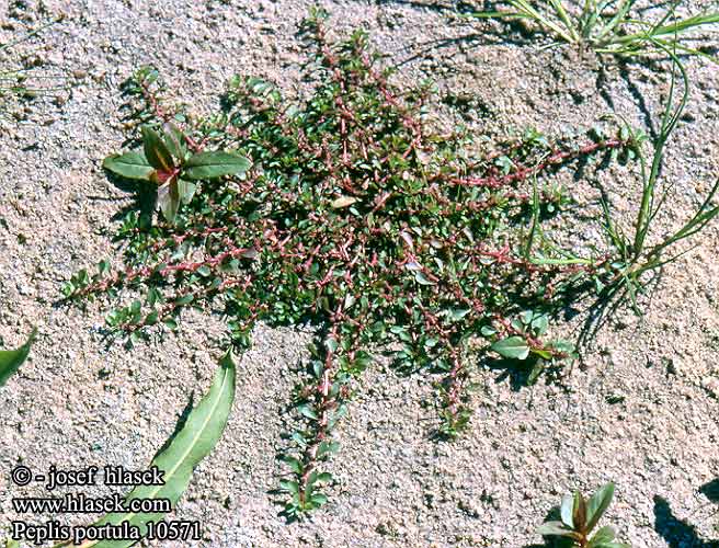 Peplis portula Water Purslane Kalužník šruchový Rödlånke Vandportulak