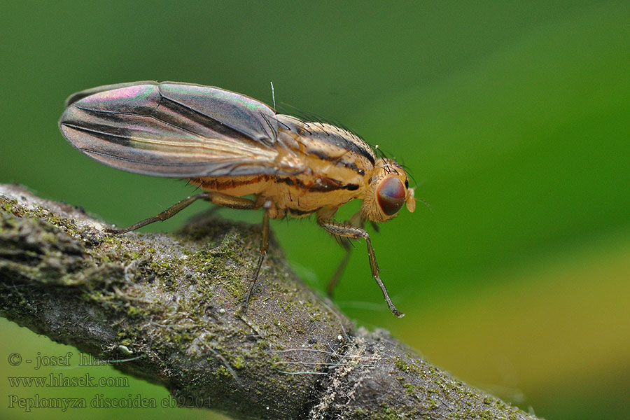 Peplomyza discoidea