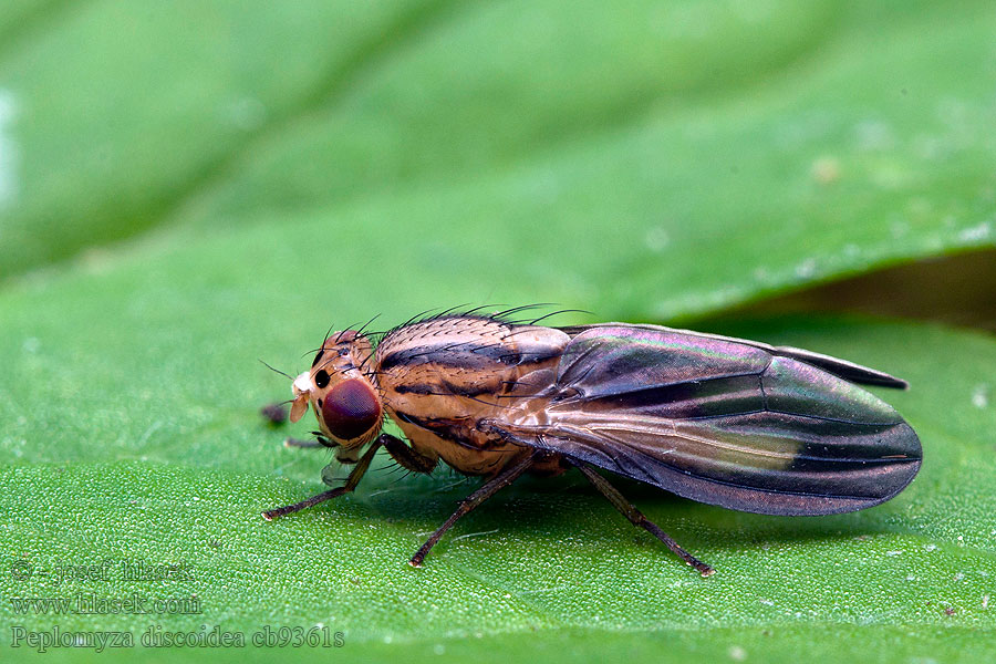 Peplomyza discoidea