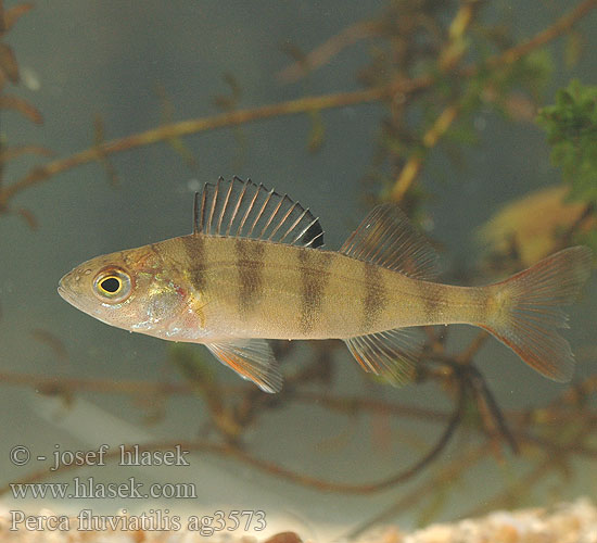 Perca fluviatilis European perch Okoun říční