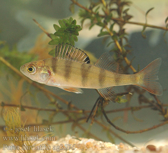 Perca fluviatilis ag3576