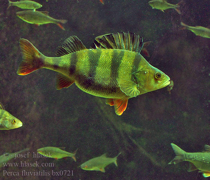 Perca fluviatilis European perch