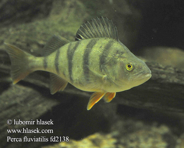 Perca riu Perca fluviatilis European perch Okoun říční