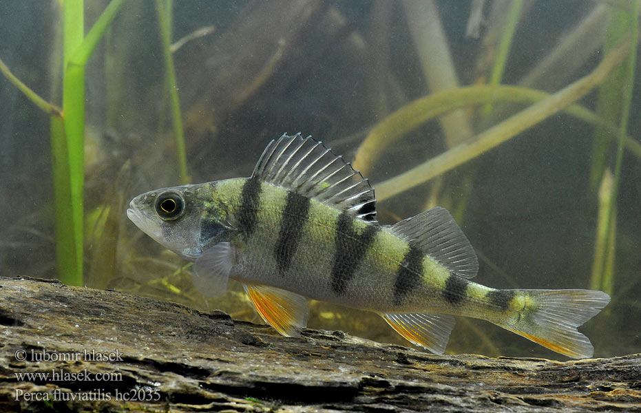 Ostriež obyčajný Perca río riu Perca fluviatilis